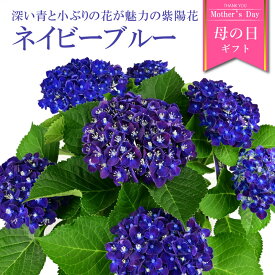 【数量限定】紫陽花 ネイビーブルー 5号鉢 鉢植え ギフト 母の日プレゼント用ラッピング付 2024年 てまり咲き 青色 あじさい アジサイ