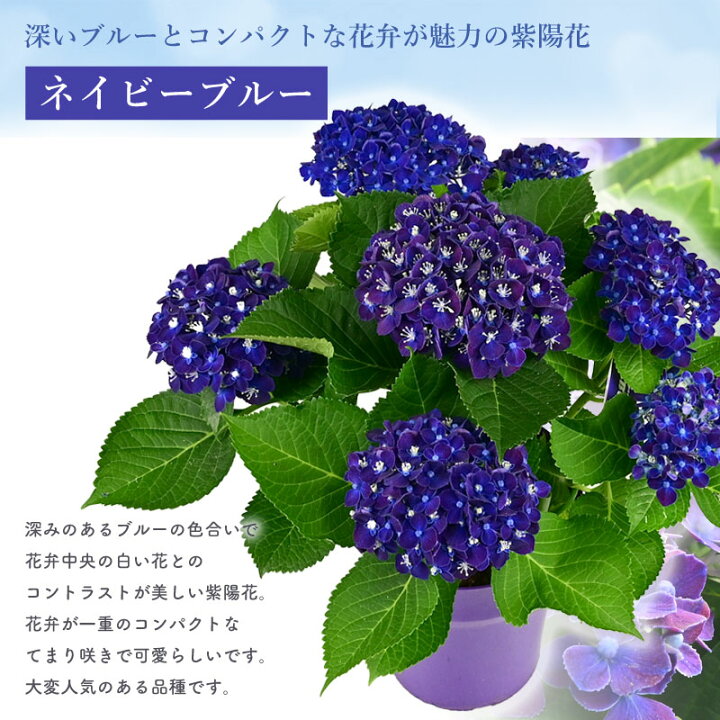 楽天市場】【数量限定】紫陽花 ネイビーブルー 5号鉢 鉢植え ギフト 母 