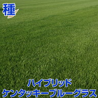 ハイブリットケンタッキーブルーグラスSPF-30 1kg入 お庭の広さ12〜15坪用 寒地型芝の種 多年草 発芽適温…