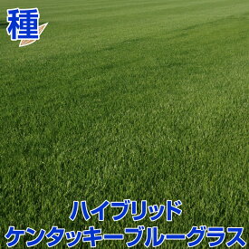 ハイブリットケンタッキーブルーグラスSPF-30 1kg入 お庭の広さ12〜15坪用 寒地型芝の種 多年草 発芽適温摂氏15〜25度程度です。