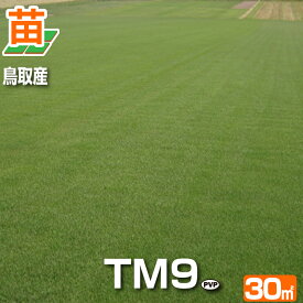 【30平米 TM9】鳥取産 TM9 ティーエムナイン 登録品種 30平米 9坪分 張り芝用 プレミアム苗 芝生 暖地型 省管理型高麗芝 天然芝【産地直送】