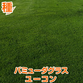 【期間限定セール】 バミューダグラス ユーコン 200g 1kg 暖地型芝の種 多年草 発芽適温摂氏20度以上です。