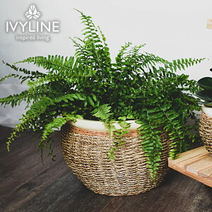 yԌZ[z IVYLINE V[OX |bgJo[ i` a30cm  Jo[  ꌊȂ ϗtA ی^ {E^