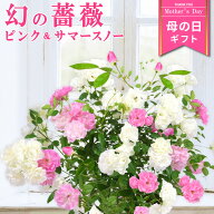 母の日 花 バラ 鉢植え ギフト 2色植え 幻の薔薇 ピンク＆サマースノー 6号鉢 プレゼント 2026年 ローズ …