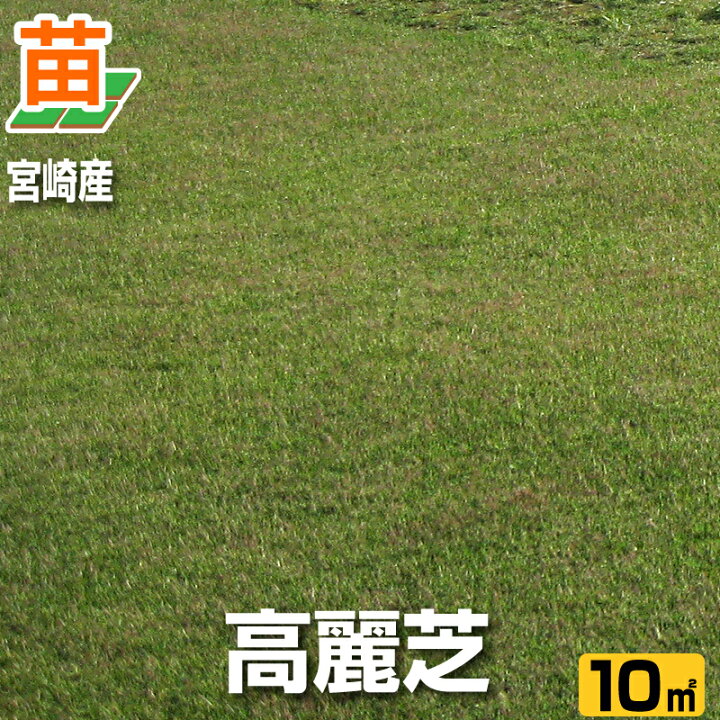 楽天市場】【10平米 高麗芝】宮崎産 高麗芝 張り芝用 10平米 3坪分 