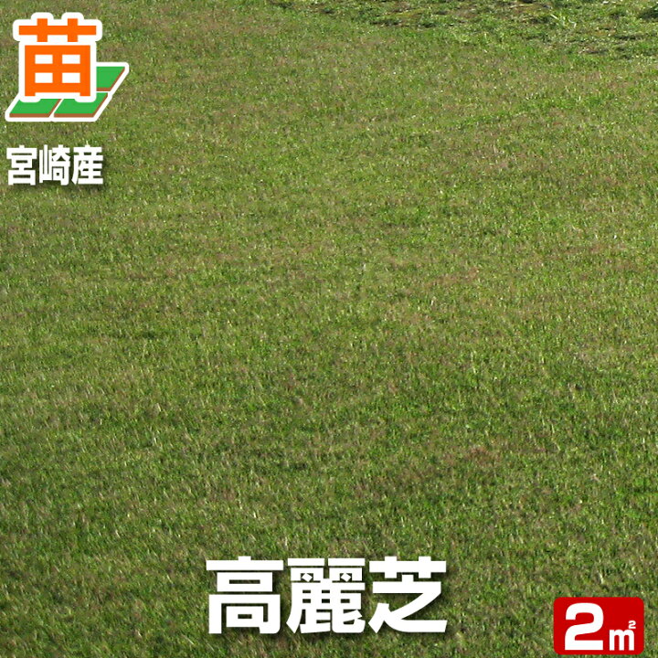 楽天市場 秋頃販売再開予定 産地直送 宮崎産 高麗芝 張り芝用 宮崎産 ２平米 0 6坪分 芝生 暖地型 天然芝 園芸 芝生 のことならバロネスダイレクト