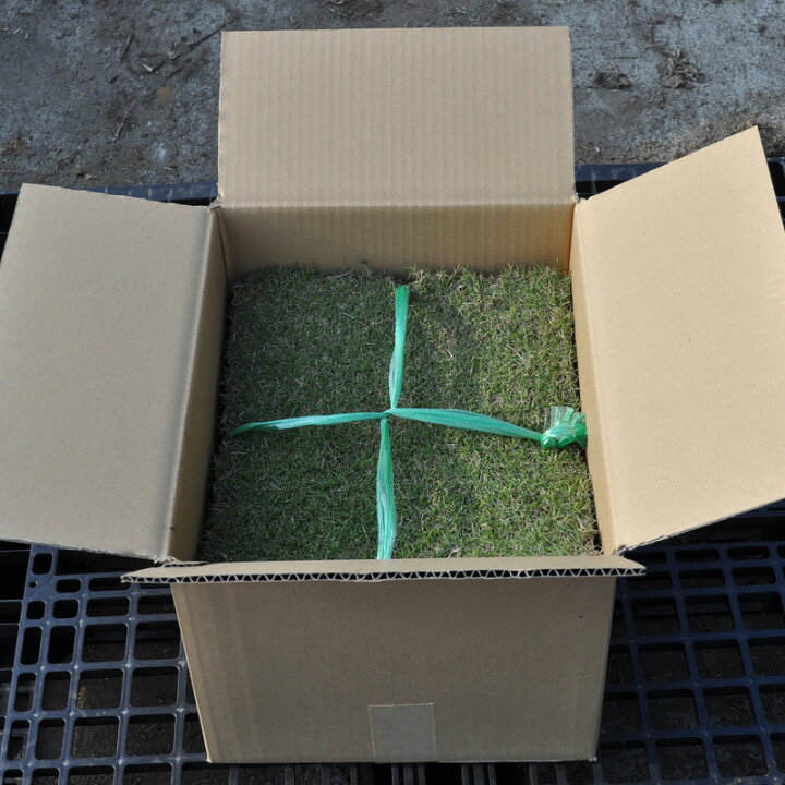 楽天市場 産地直送 宮崎産 セントオーガスチングラス 張り芝用 １平米 0 3坪分 芝生 暖地型 天然芝 園芸 芝生のことならバロネスダイレクト
