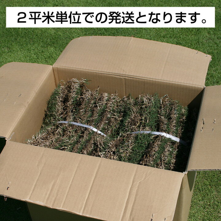 楽天市場 ２０２２年４月頃販売予定 産地直送 宮崎産 セントオーガスチングラス 張り芝用 ２平米 0 6坪分 芝生 暖地型 天然芝 園芸 芝生 のことならバロネスダイレクト