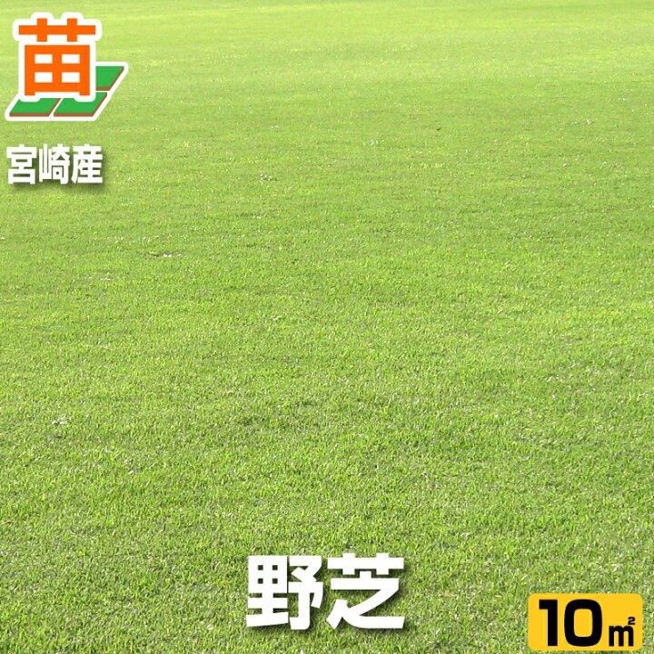 楽天市場 秋頃販売再開予定 産地直送 宮崎産 野芝 張り芝用 １０平米 3坪分 芝生 暖地型 天然芝 園芸 芝生のことならバロネスダイレクト