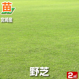 楽天市場 芝生のお手入れアイテム 芝生の苗 暖地型芝の苗 野芝 普通種 宮崎産 芝生のことならバロネスダイレクト