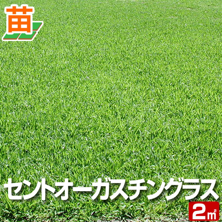 楽天市場 ２０２２年４月頃販売予定 産地直送 宮崎産 セントオーガスチングラス 張り芝用 ２平米 0 6坪分 芝生 暖地型 天然芝 園芸 芝生 のことならバロネスダイレクト