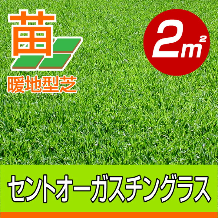 楽天市場 ２０２２年４月頃販売予定 産地直送 宮崎産 セントオーガスチングラス 張り芝用 ２平米 0 6坪分 芝生 暖地型 天然芝 園芸 芝生 のことならバロネスダイレクト