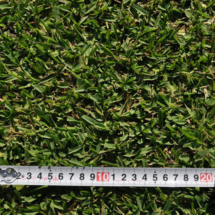 楽天市場 ２０２２年４月頃販売予定 産地直送 宮崎産 セントオーガスチングラス 張り芝用 ２平米 0 6坪分 芝生 暖地型 天然芝 園芸 芝生 のことならバロネスダイレクト