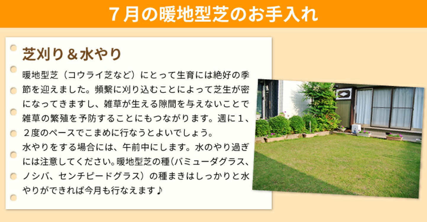 楽天市場 | 芝生のことならバロネスダイレクト - 7月の芝生のお手入れ