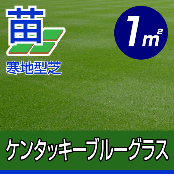 店 種 1kg ケンタッキーブルーグラス レジェンド 雪印種苗 米S 代引不可 discoversvg.com 店 種 1kg ケンタッキーブルーグラス レジェンド 雪印種苗 米S 代引不可 discoversvg.com