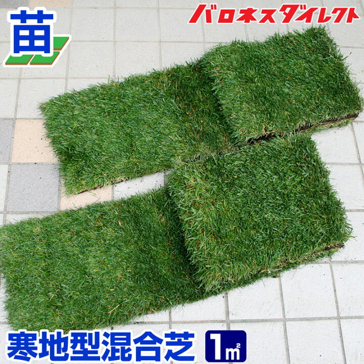 楽天市場 産地直送 栃木産 寒地型混合芝 ケンタッキーブルーグラス トールフェスク 張り芝用 プレミアム苗 1平米 約0 3坪分 天然芝 園芸 寒地型芝 芝生の苗 芝生のことならバロネスダイレクト