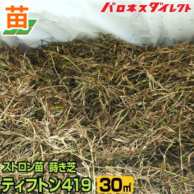 産地直送 ティフトン419 蒔き芝用 約30平米 9坪 分 芝生 暖地型 園芸
