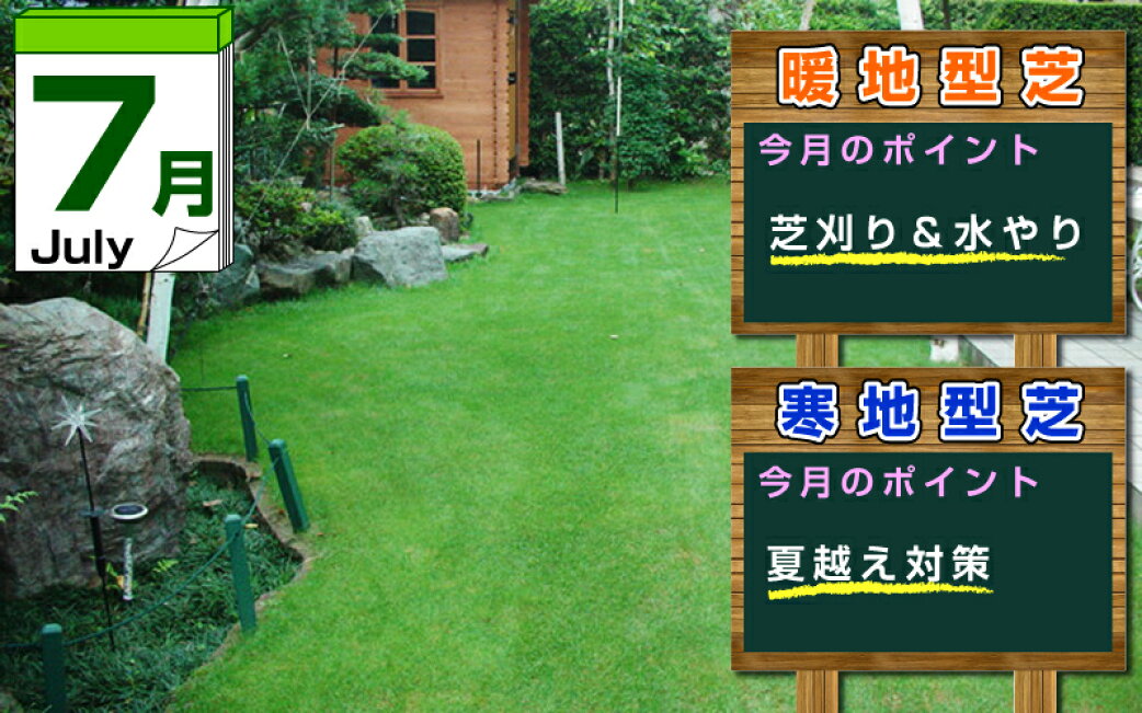 楽天市場 | 芝生のことならバロネスダイレクト - 7月の芝生のお手入れ