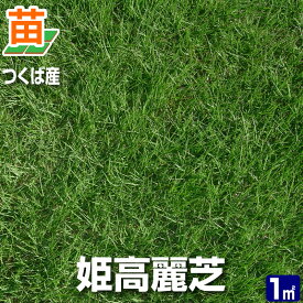 楽天市場 姫高麗芝 1平の通販