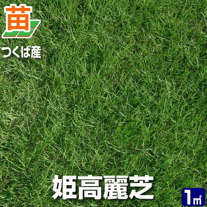 楽天市場 22年販売なし 産地直送 つくば産 姫高麗芝 張り芝用 １平米 0 3坪分 芝生 暖地型 天然芝 園芸 芝生 のことならバロネスダイレクト