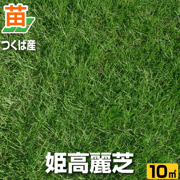 楽天市場 10月9日 のお届け 産地直送 つくば産 姫高麗芝 張り芝用 １０平米 ３坪分 芝生 暖地型 天然芝 園芸 芝生 のことならバロネスダイレクト