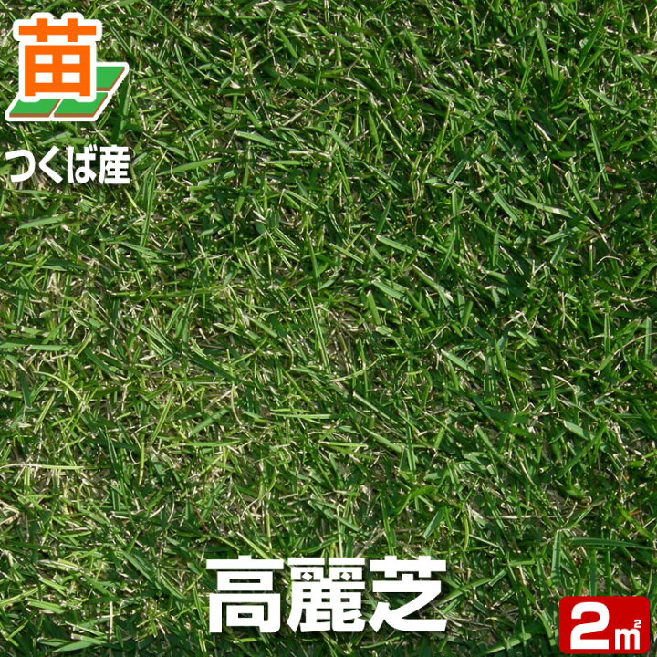 楽天市場 産地直送 つくば産 高麗芝 張り芝用 2平米 0 6坪分 芝生 暖地型 天然芝 園芸 芝生のことならバロネスダイレクト 楽天市場 産地直送 つくば産 高麗芝 張り芝用 2平米 0 6坪分 芝生 暖地型 天然芝 園芸 芝生のことならバロネスダイレクト