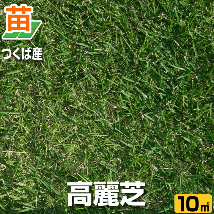 楽天市場 10月9日 のお届け 産地直送 つくば産 高麗芝 張り芝用 １０平米 ３坪分 芝生 暖地型 天然芝 園芸 芝生 のことならバロネスダイレクト