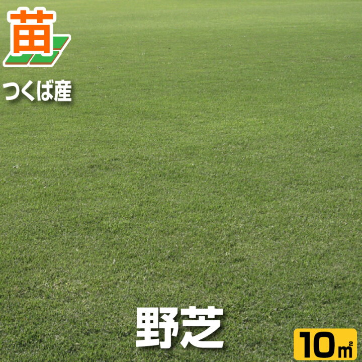 楽天市場 10月9日 のお届け 産地直送 つくば産 野芝 張り芝用 １０平米 3坪分 芝生 暖地型 天然芝 園芸 芝生 のことならバロネスダイレクト