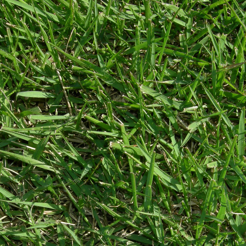 【産地直送】つくば産 野芝 張り芝用 １０平米 3坪分 芝生 暖地型 天然芝 園芸 | 芝生のことならバロネスダイレクト