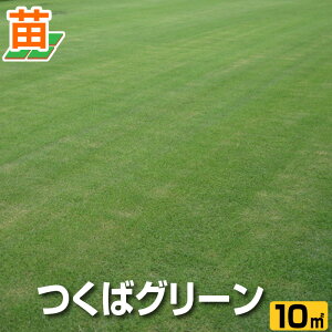 苗 野芝 苗の人気商品 通販 価格比較 価格 Com