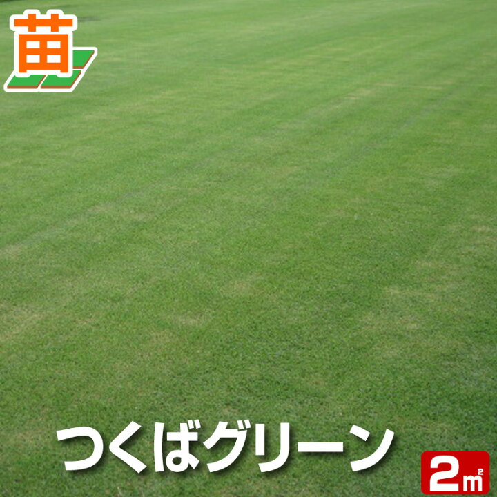 楽天市場 10月9日 のお届け 産地直送 つくば産 つくばグリーン 野芝 ２平米 0 6坪分 芝生 暖地型 天然芝 園芸 芝生 のことならバロネスダイレクト