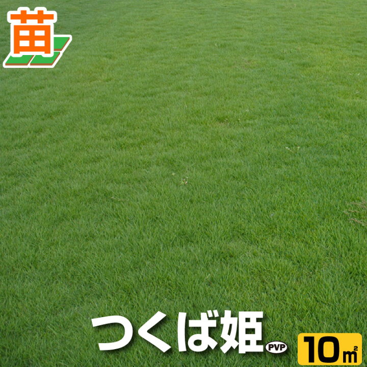 楽天市場 産地直送 つくば産 つくば姫 姫高麗芝 登録品種 １０平米 3坪分 張り芝用 芝生 暖地型 天然芝 園芸 芝生 のことならバロネスダイレクト