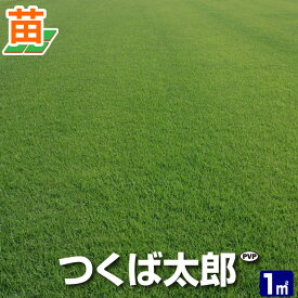 【産地直送】つくば産 つくば太郎 野芝 登録品種 1平米 0.3坪分 芝生 暖地型 天然芝 園芸