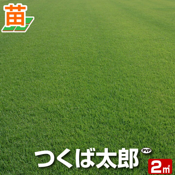 楽天市場】【2平米 つくば太郎】つくば産 つくば太郎 野芝 登録品種 
