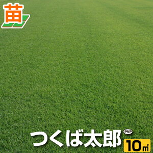 苗 野芝の人気商品 通販 価格比較 価格 Com
