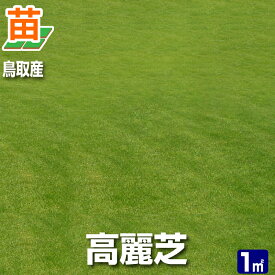【1平米 高麗芝】鳥取産 高麗芝 1平米 0.3坪分 張り芝用 プレミアム苗 芝生 暖地型 天然芝【産地直送】