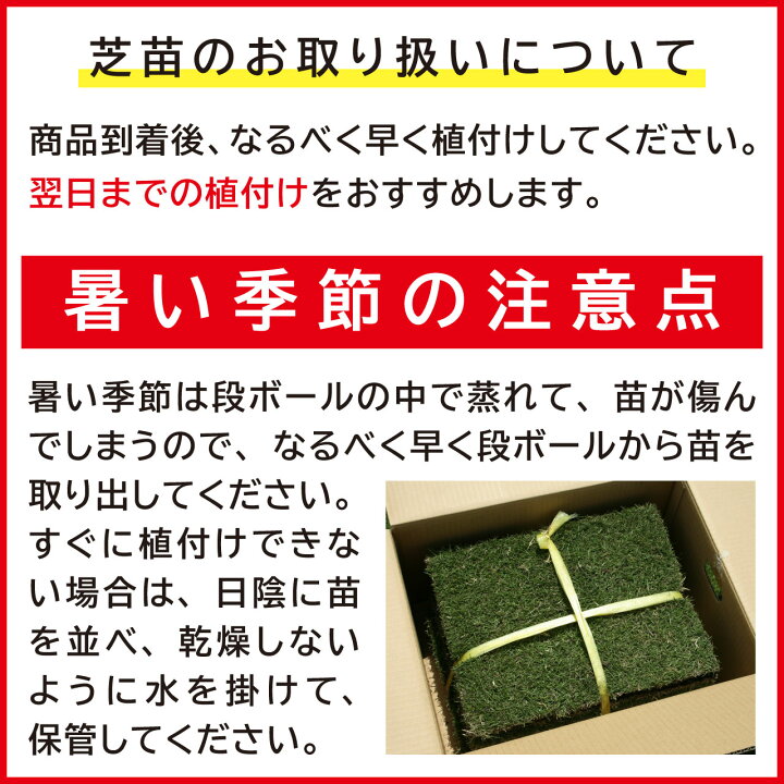 楽天市場】【1平米 TM9】鳥取産 TM9 ティーエムナイン 登録品種 