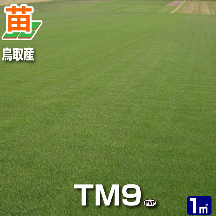 楽天市場】【1平米 TM9】鳥取産 TM9 ティーエムナイン 登録品種 