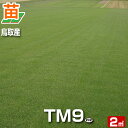 【2平米 TM9 】鳥取産 TM9 ティーエムナイン 登録品種 2平米 0.6坪分 張り芝用 プレミアム苗 芝生 暖地型 省管理型高…