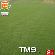 【2平米 TM9 】鳥取産 TM9 ティーエムナイン 登録品種 2平米 0.6坪分 張り芝用 プレミアム苗 芝生 暖地型…