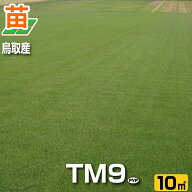 【10平米 TM9】鳥取産 TM9 ティーエムナイン 登録品種 10平米 3坪分 張り芝用 プレミアム苗 芝生 暖地型 …