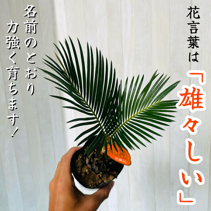 楽天市場 送料込み ソテツ 乾燥に強い植物 枯れない 枯れにくい丈夫な観葉植物 育てやすい 地植え ヤシの木 南国 ハワイアン シンボルツリー 大きくなる植物 沖縄 テーブルヤシ Base Plantz