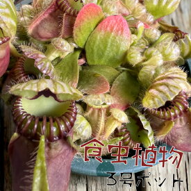 【スーパーセールポイント2倍!!】食虫植物 セファロタス