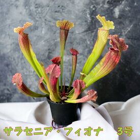 【当店P3倍!】サラセニア フィオナ 観葉植物 食虫植物 部屋で育てる かわいい 珍しい植物 レアプランツ テラリウム コケリウム 耐寒性