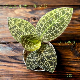 ジュエルオーキッド マコデス ペトラ パルダリウム 観葉植物 宝石蘭 部屋で育てる かわいい 珍しい植物 レアプランツ テラリウム ナンバンカモメラン コケリウム 【3980円以下】