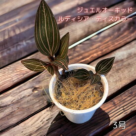 ジュエルオーキッド ルディシア　ディスカラー 観葉植物 珍しい植物 レアプランツ