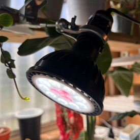 植物用ライト 植物育成ライト ネクスライト 植物用LED ビカク 塊根植物 温室 園芸用 植物用 植物育成用LED 室内栽培ランプ テラリウム コケリウム アクアリウム 水草