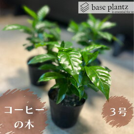 【5/1 ワンダフルデー限定!P10倍】コーヒーの木 観葉植物