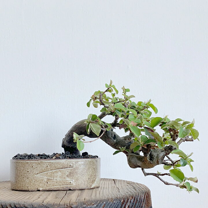 楽天市場 瀬戸焼 盆栽鉢 プランター 小さい 植物 小さめ 鉢 植木鉢 Karin カリン Bonsai Pot ボンサイ ポット サイズ 幅13cm 高さ4cm ひと鉢 シェイカーボックス 松 桜 観葉植物 多肉植物 サボテン プレゼント 誕生日 ギフト 神戸 北野 Earthdoor