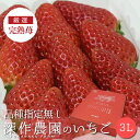 いちご ギフト 品種指定なし 3L×4パック イチゴ 大粒 贈答 ストロベリー 新鮮 苺農家 深作農園